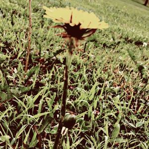 Meet your Posher, Rose